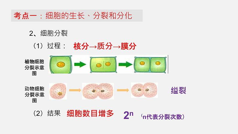 专题03 细胞怎样构成生物体（课件）--2022年中考生物一轮复习讲练测第5页