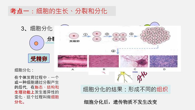 专题03 细胞怎样构成生物体（课件）--2022年中考生物一轮复习讲练测第7页