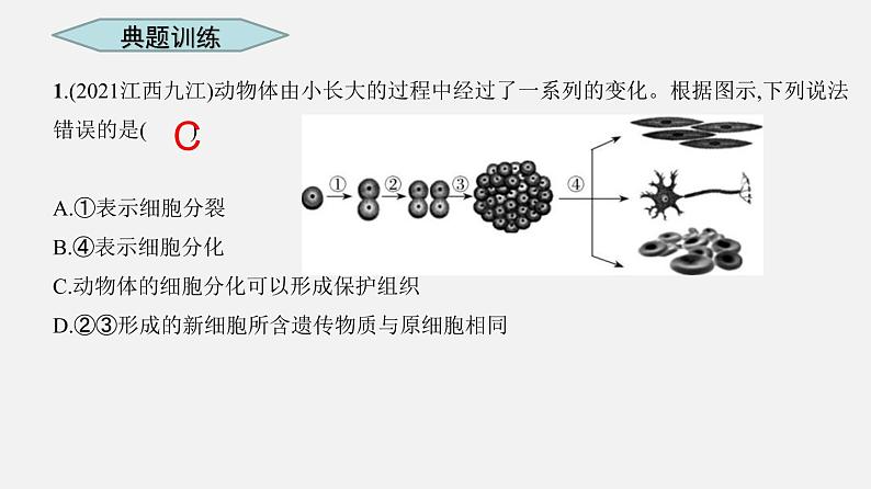 专题03 细胞怎样构成生物体（课件）--2022年中考生物一轮复习讲练测第8页