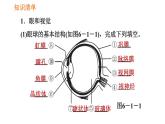 人教版七年级下册生物 第六章 4.6.1 人体对外界环境的感知 课件