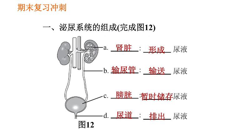 人教版七年级下册生物 期末部分 第五章 人体内废物的排出 课件第2页