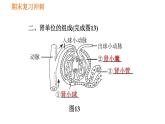 人教版七年级下册生物 期末部分 第五章 人体内废物的排出 课件