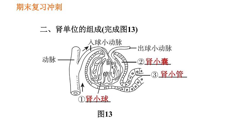 人教版七年级下册生物 期末部分 第五章 人体内废物的排出 课件第3页