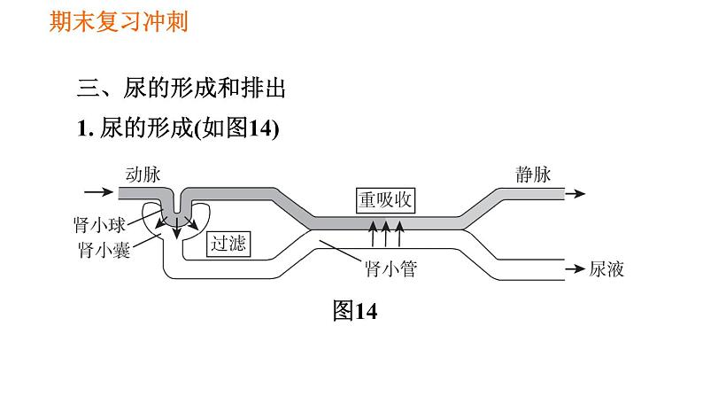 人教版七年级下册生物 期末部分 第五章 人体内废物的排出 课件第4页