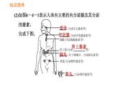 人教版七年级下册生物 第六章 4.6.4 激素调节 课件