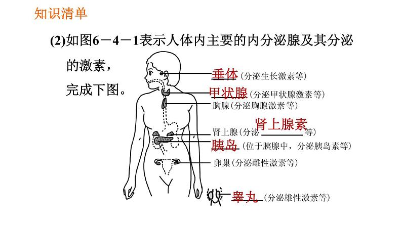 人教版七年级下册生物 第六章 4.6.4 激素调节 课件第3页