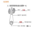 人教版七年级下册生物 第五章 4.5.1 人体内废物的排出 课件