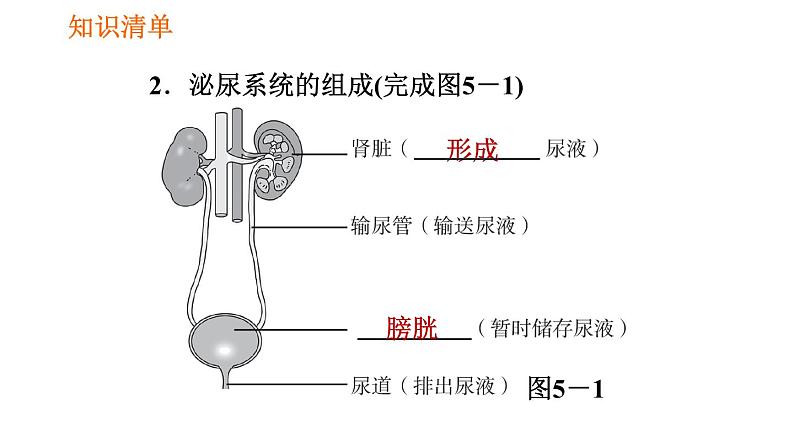 人教版七年级下册生物 第五章 4.5.1 人体内废物的排出 课件第4页