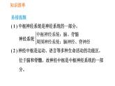 人教版七年级下册生物 第六章 4.6.2 神经系统的组成 课件