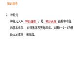 人教版七年级下册生物 第六章 4.6.2 神经系统的组成 课件