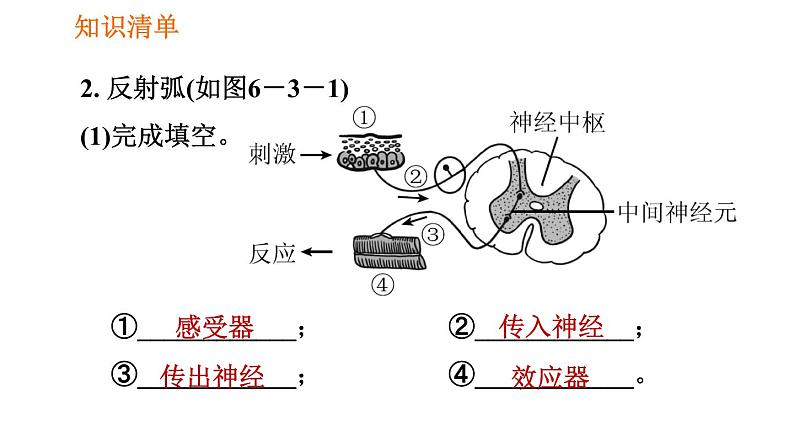 人教版七年级下册生物 第六章 4.6.3 神经调节的基本方式 课件第4页