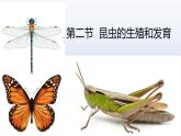 第二节 昆虫的生殖和发育课件PPT
