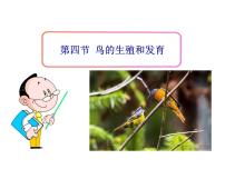 2021学年第七单元 生物圈中生命的延续和发展第一章  生物的生殖和发育第四节 鸟的生殖和发育课堂教学ppt课件