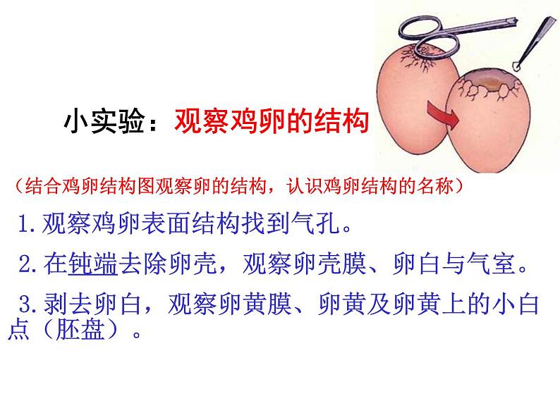 第四节  鸟的生殖和发育课件PPT04