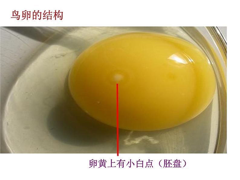 第四节  鸟的生殖和发育课件PPT06