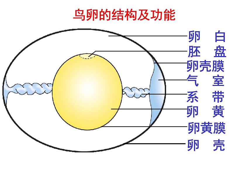 第四节  鸟的生殖和发育课件PPT07