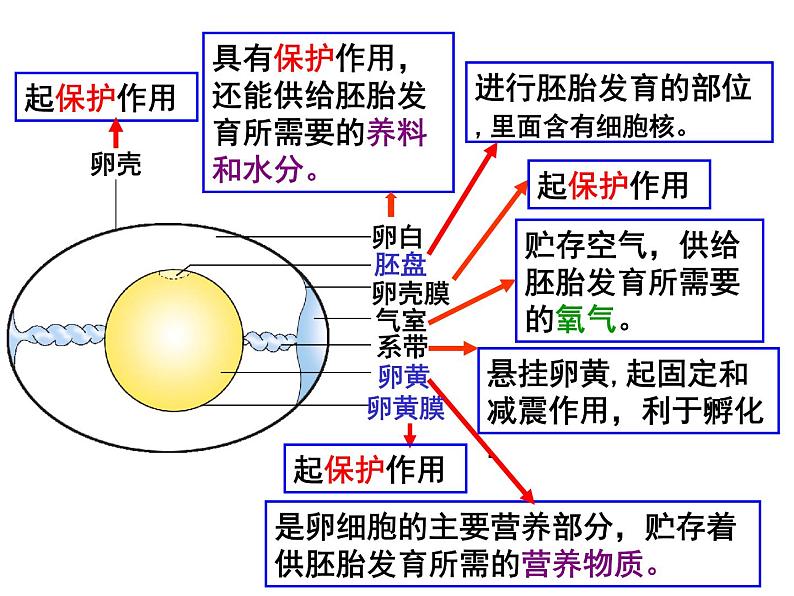 第四节  鸟的生殖和发育课件PPT08