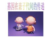 第二节 基因在亲子代间的传递课件PPT