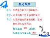 第二节 基因在亲子代间的传递课件PPT