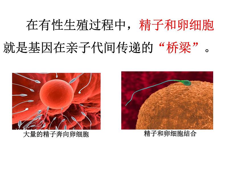 第二节 基因在亲子代间的传递课件PPT第4页