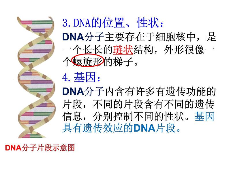 第二节 基因在亲子代间的传递课件PPT第6页