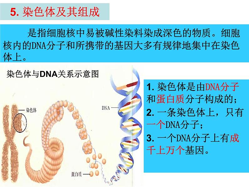 第二节 基因在亲子代间的传递课件PPT第7页