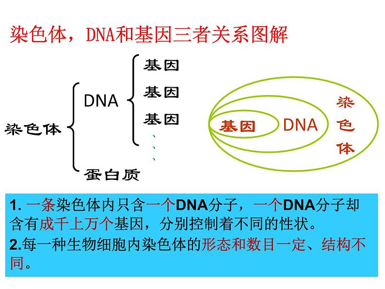 第二节 基因在亲子代间的传递课件PPT第8页