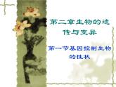 第一节 基因控制生物的性状课件PPT