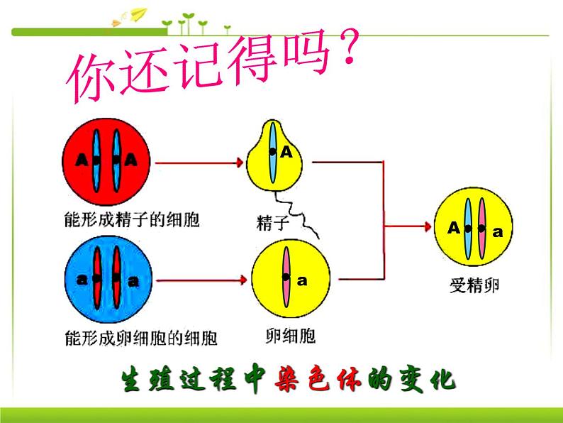 第三节 基因的显性和隐性课件PPT03