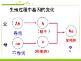 第三节 基因的显性和隐性课件PPT