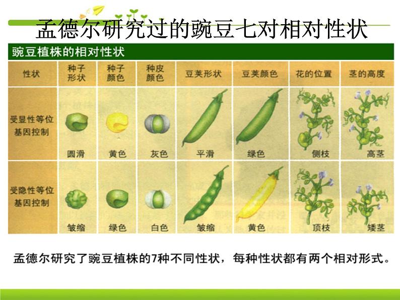 第三节 基因的显性和隐性课件PPT08