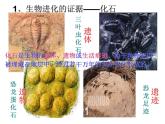 第二节 生物进化的历程课件PPT
