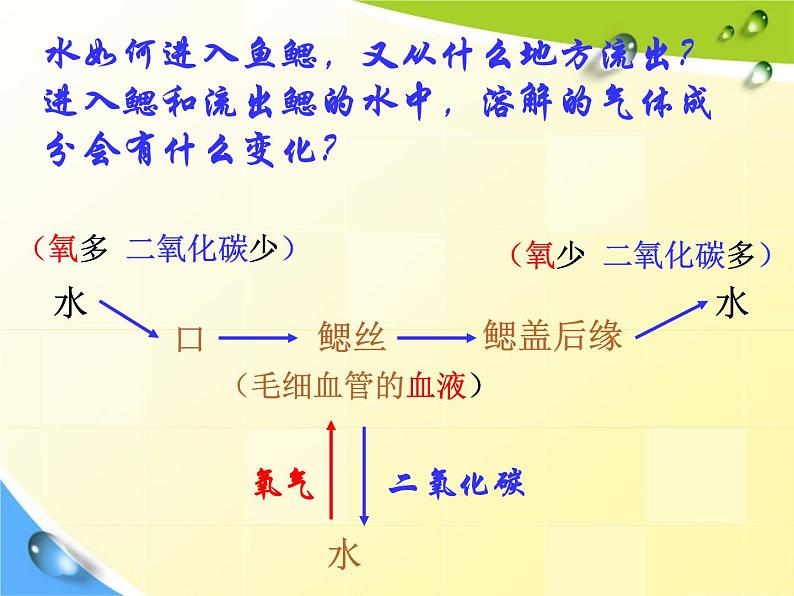 八年级上册生物总复习课件03