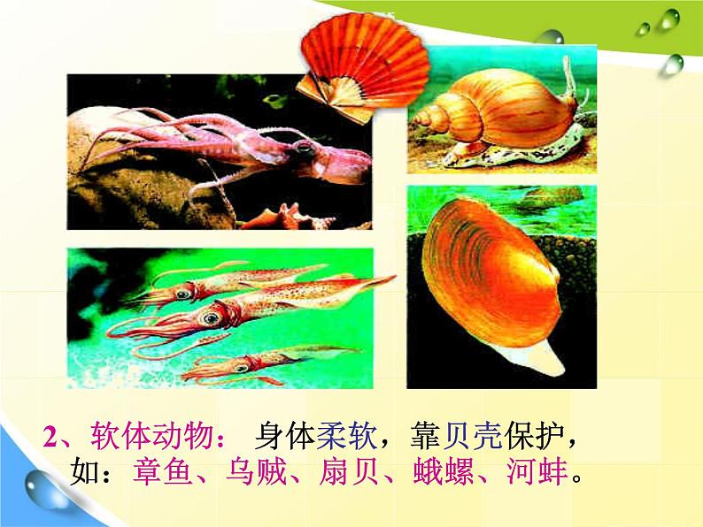 八年级上册生物总复习课件06