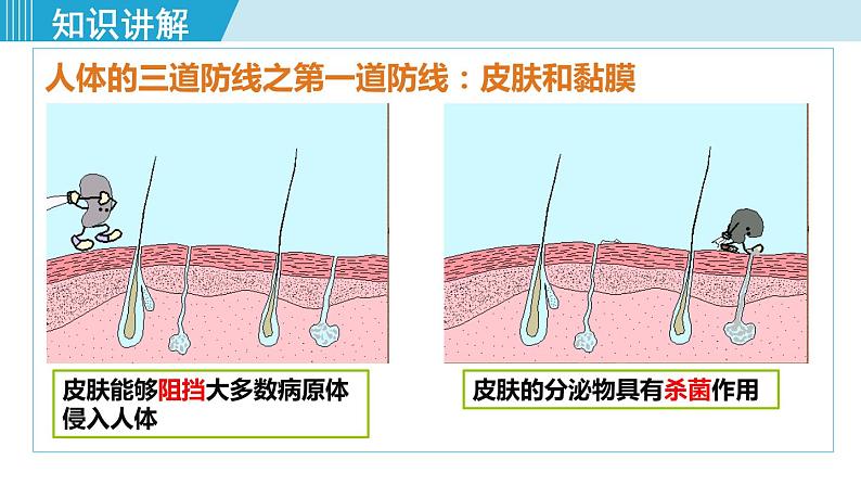 第1课时  人体的三道防线、免疫的功能第4页