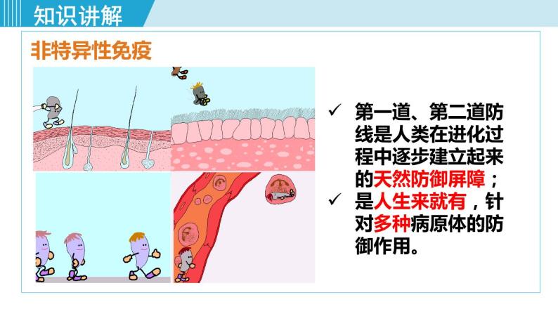 1.2第1課時 人體的三道防線,免疫的功能 課件07