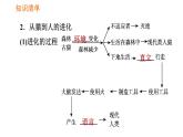 人教版七年级下册生物 第1章 4.1.1 人类的起源和发展 习题课件