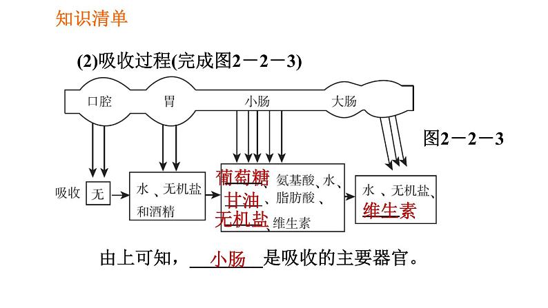 人教版七年级下册生物 第2章 4.2.2.2 营养物质的吸收 习题课件第3页