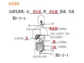 人教版七年级下册生物 第2章 4.2.2.1 食物的消化 习题课件