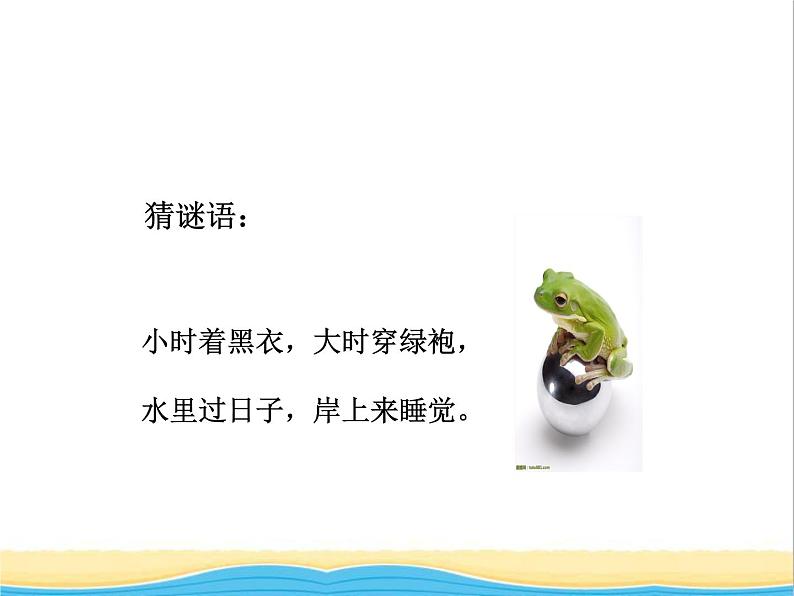 八年级生物下册第七单元生物圈中生命的延续和发展第一章生物的生殖和发育第三节两栖动物的生殖和发育教学课件新人教版04