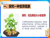 7.2.5生物的变异-八年级生物下学期同步课件（人教版）