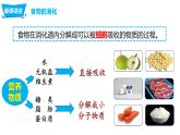 4.2.2消化和吸收（课件）七年生物下册同步课件（人教版）