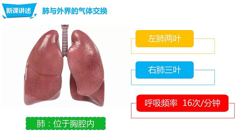 4.3.2 发生在肺内的气体交换第5页