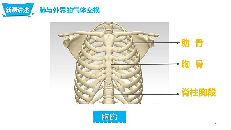 4.3.2 发生在肺内的气体交换第6页