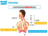 4.3.1呼吸道对空气的处理（课件）-七年生物下册同步课件（人教版）