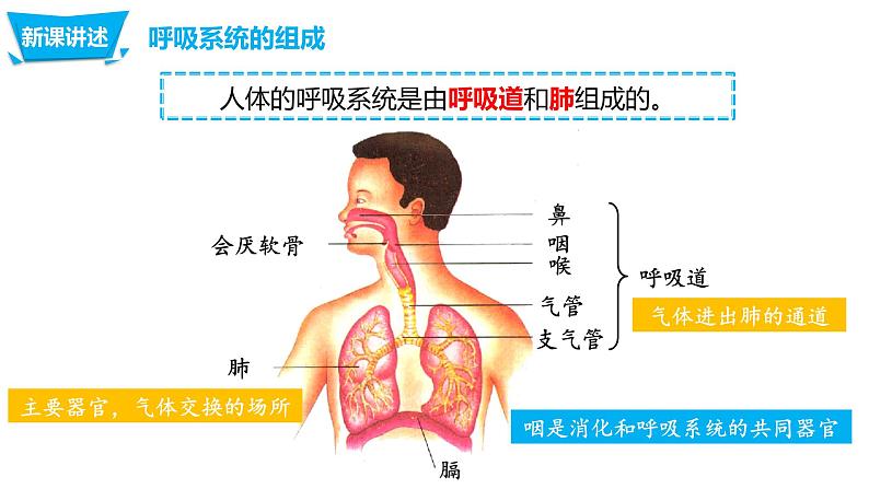 4.3.1呼吸道对空气的处理（课件）-七年生物下册同步课件（人教版）04