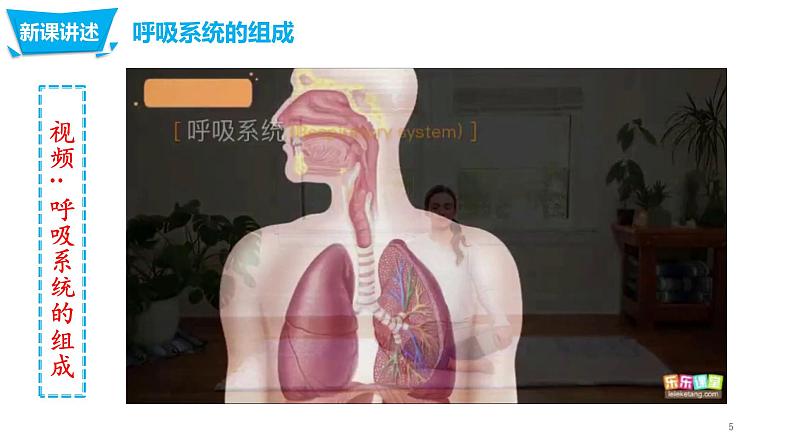 4.3.1呼吸道对空气的处理（课件）-七年生物下册同步课件（人教版）05