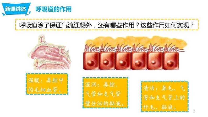 4.3.1呼吸道对空气的处理（课件）-七年生物下册同步课件（人教版）08