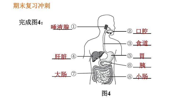 人教版七年级下册生物 期末部分 第二章 人体的营养 课件07