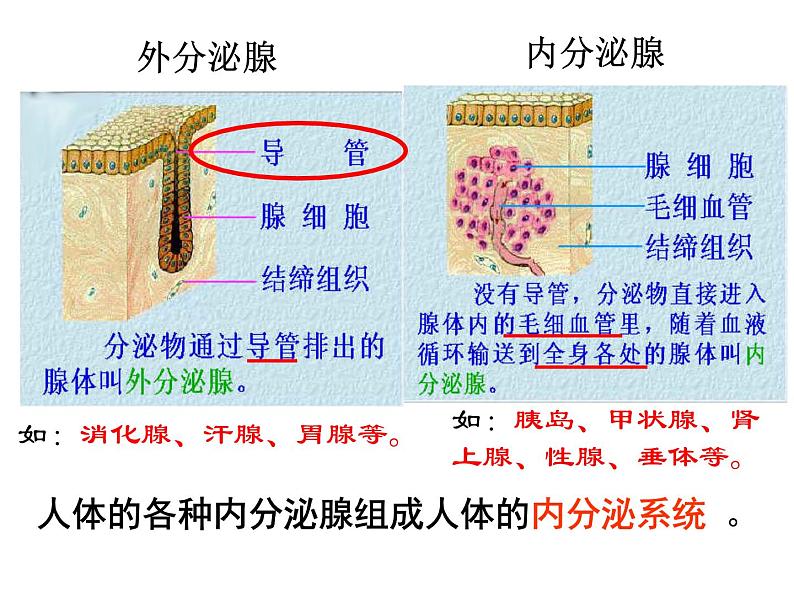 《激素调节》课件第3页